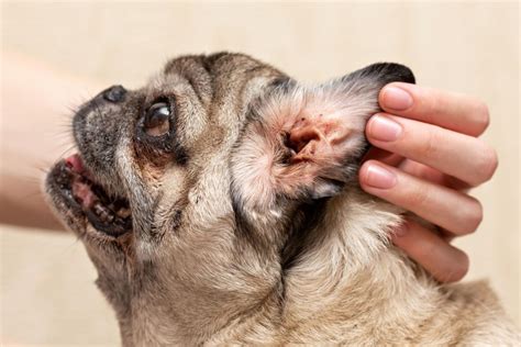 mites in dogs ears