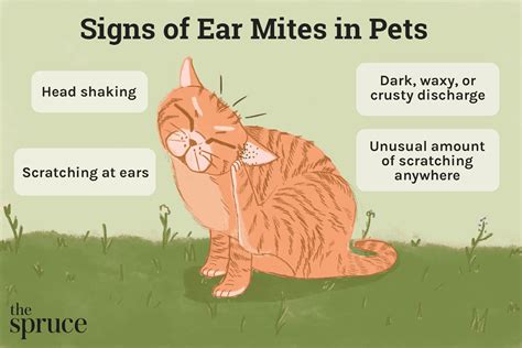 mites on cats