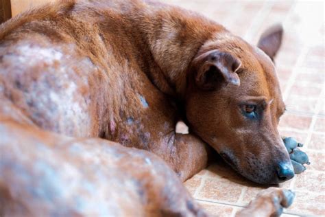 mites on dog