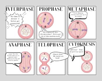 mitosis cartoon strip guidelines PDF