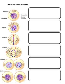 mitosis diagram blank pdf Kindle Editon