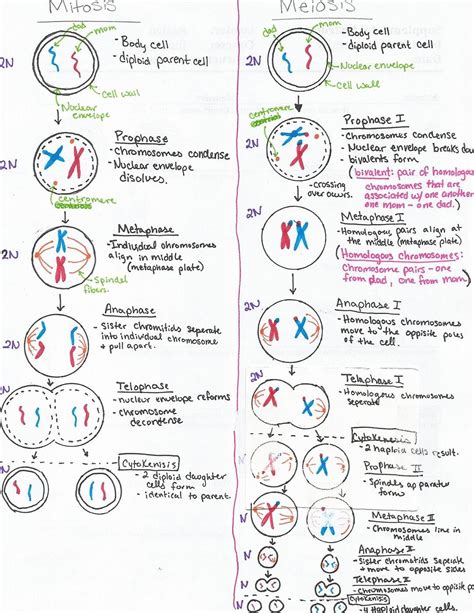 mitosis diagram study sheet pdf Doc