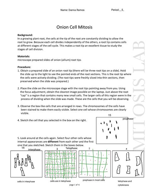 mitosis tutorial worksheet answers Reader