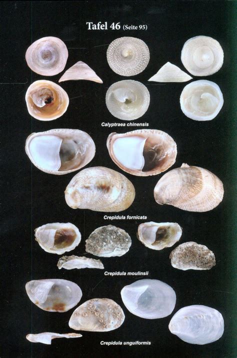 mittelmeer mollusken prosobranchia bivalvia axel alf Reader