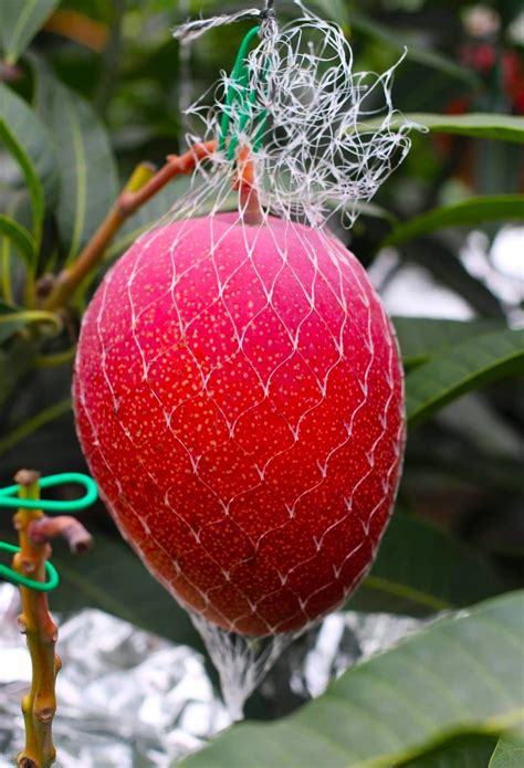 miyazaki mango plant