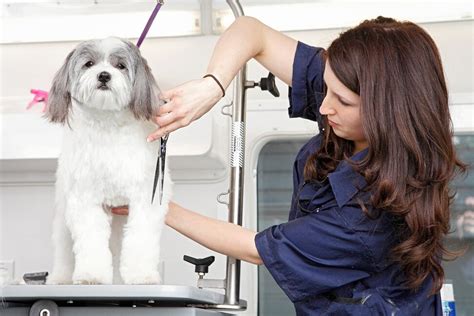 mobile dog groomers