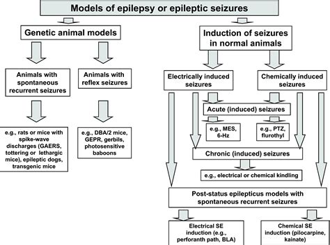 models of seizures and epilepsy models of seizures and epilepsy Kindle Editon