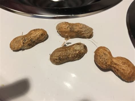 moldy peanuts