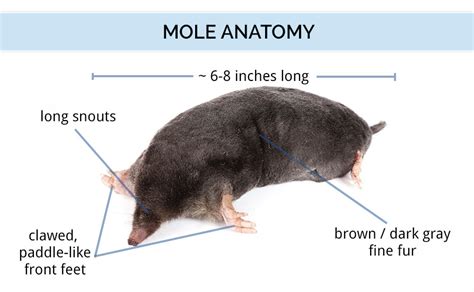 Mole Animal Size Chart