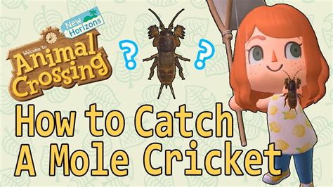 mole cricket animal crossing