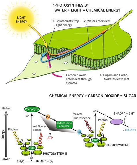 molecular mechanisms of photosynthesis Doc