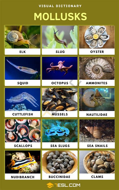 mollusca examples manual guide Doc