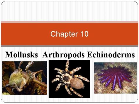 mollusks arthropods and echinoderms chapter test Epub