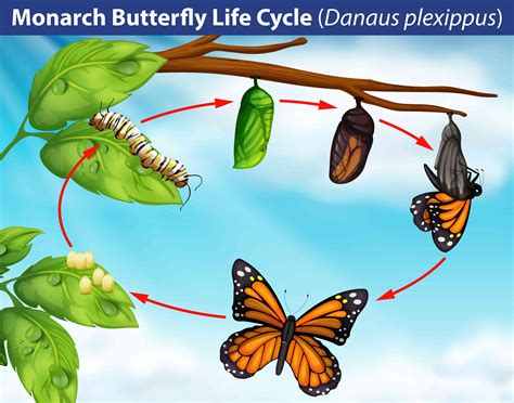 monarch butterfly life cycles Reader