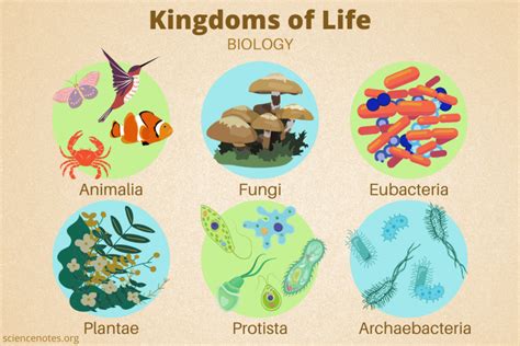 monerans and protists kingdoms of life Kindle Editon