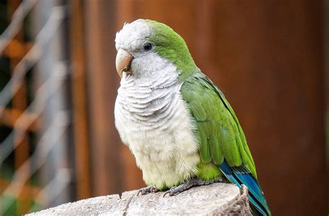 monk parakeet