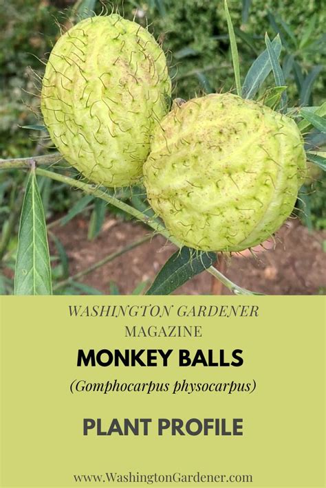 monkey ball plant