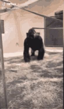 monkey pounding floor