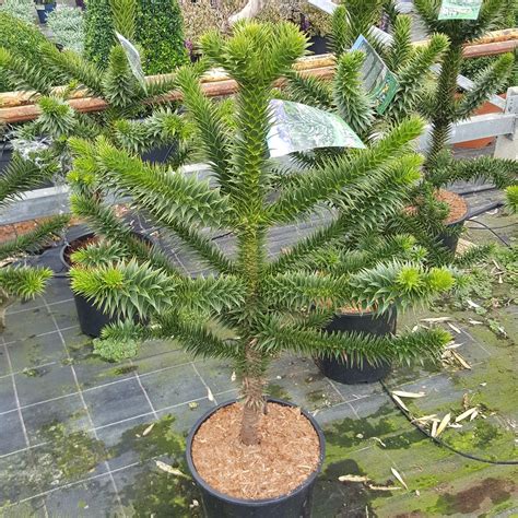 monkey puzzle tree purchase