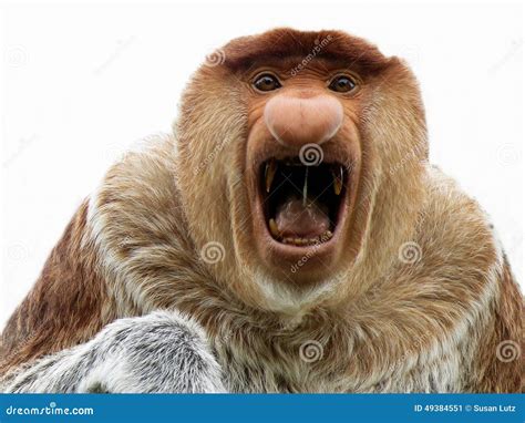 monkey with big mouth