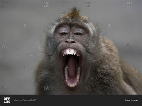 monkey with mouth open