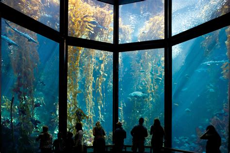 monterey bay aquarium reviews