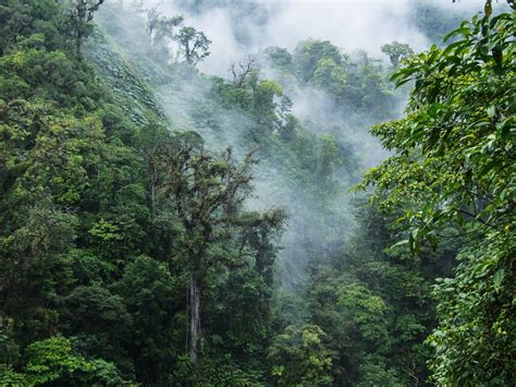 monteverde ecology and conservation of a tropical cloud forest Reader