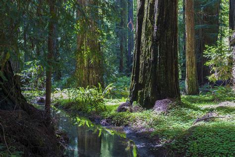 montgomery woods state reserve