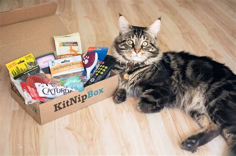 monthly cat subscription box