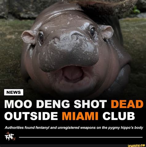 moo deng dead