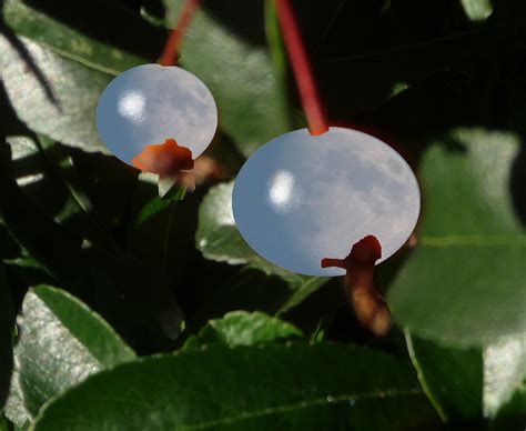 moon berries