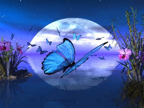 moon butterfly