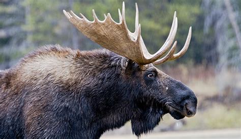 moose of yellowstone and grand teton Epub