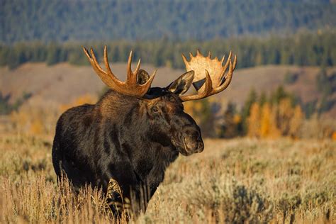 moose of yellowstone and grand teton Epub