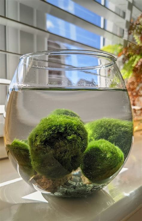 moss balls