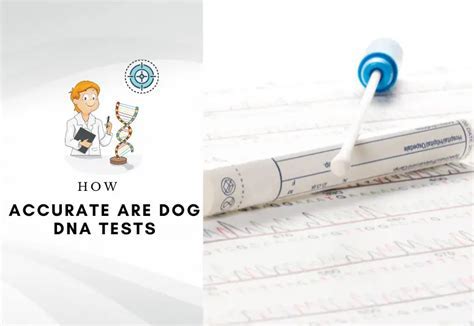 most accurate dog dna test