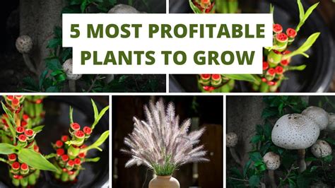 most profitable plants to grow