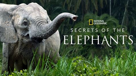 most secret never know elephant PDF