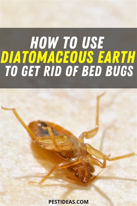 mother earth news how to kill bed bugs PDF