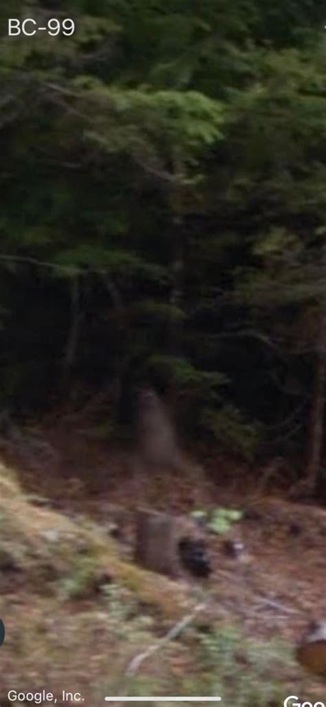 mountain creature caught running behind google street view car