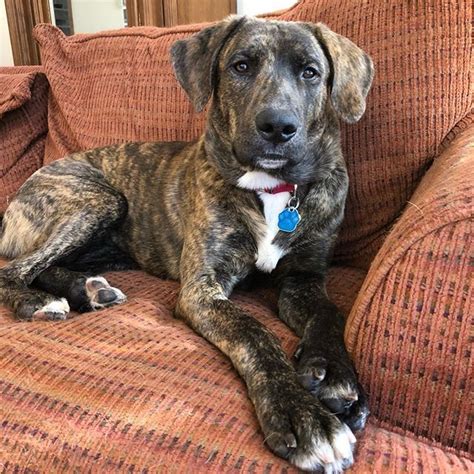 mountain cur puppy brindle