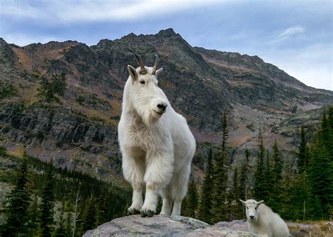 mountain goats of glacier national park Kindle Editon
