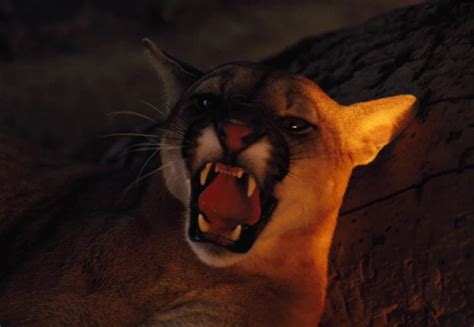 mountain lion cry