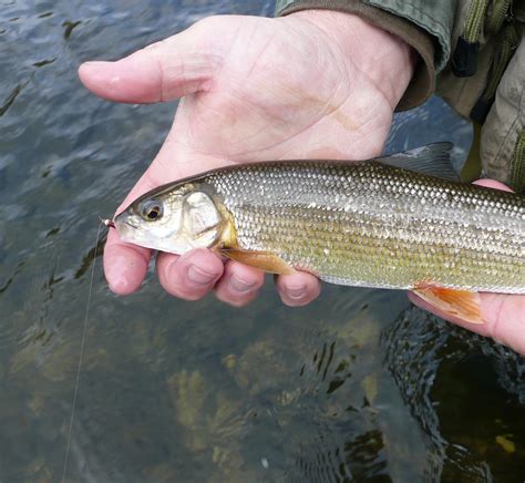 mountain whitefish