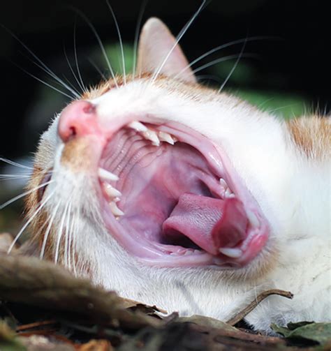 mouth cancer in cats