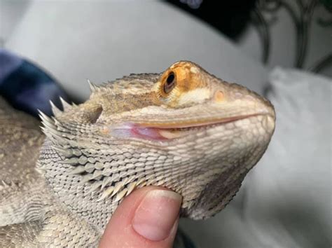 mouth rot bearded dragon