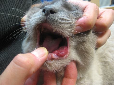 mouth tumors in cats