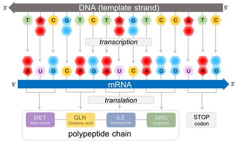 Mrna From Dna Template