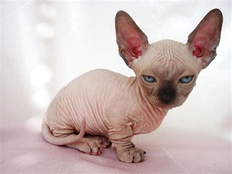 munchkin sphynx