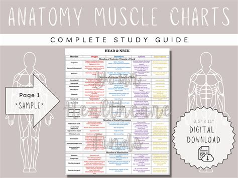 muscle study guide printable Reader